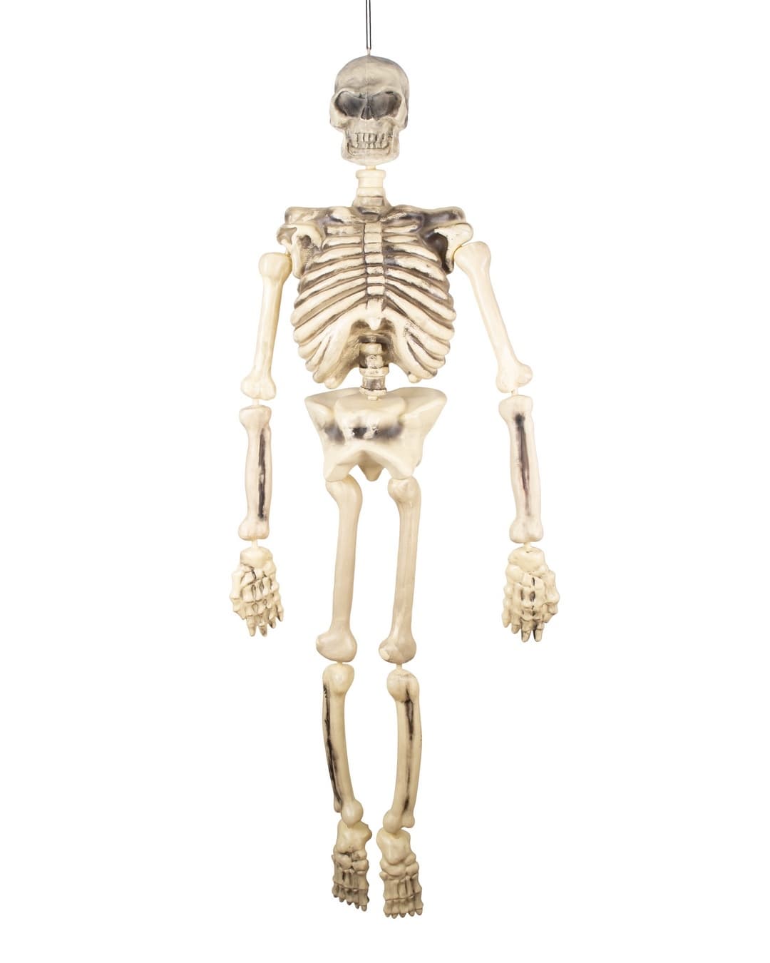 Squelette articulé - 150cm