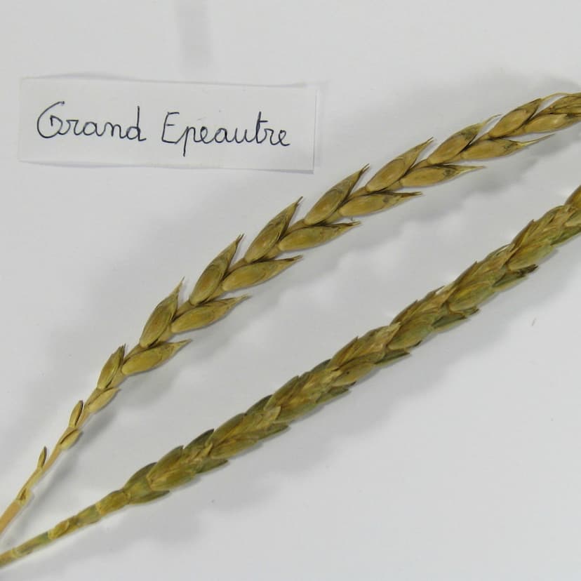grand épeautre