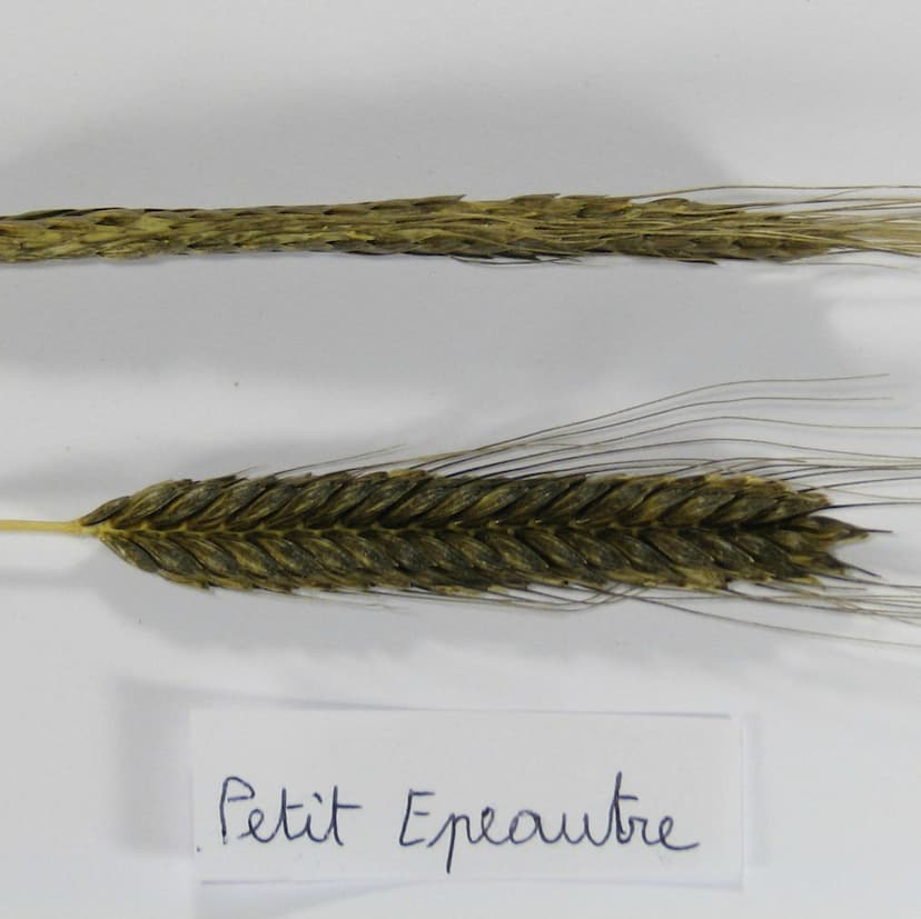 petit épeautre